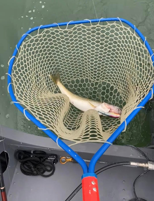 netting a lake erie walleye 
